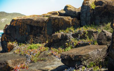 Creating photoreal graphics with Megascans rendered in Redshift